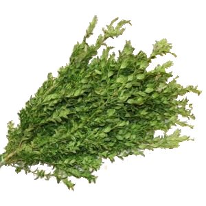 Wedding greenery Oregonia filler flowers sold as bulk
