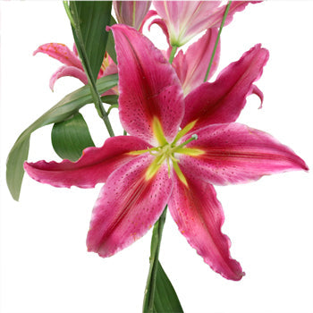 Paradise Pink Bacardi Oriental Lily
