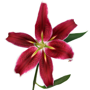 Dark Pink Corvara Oriental Lily