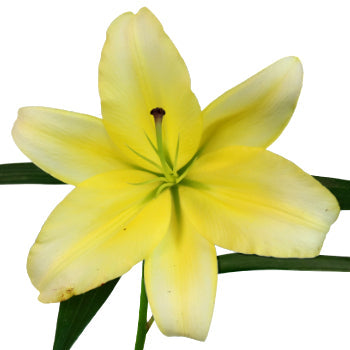Yelloween Oriental Lily
