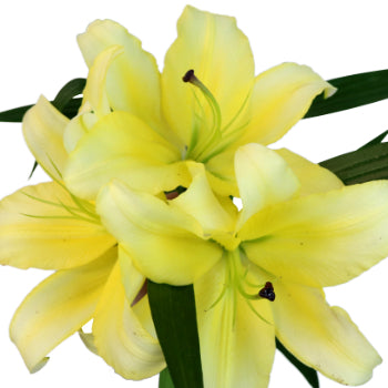 Yelloween Oriental Lily