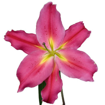 Tarango Watermelon Pink Oriental Lily