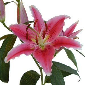 Hot Pink Oriental Lilies