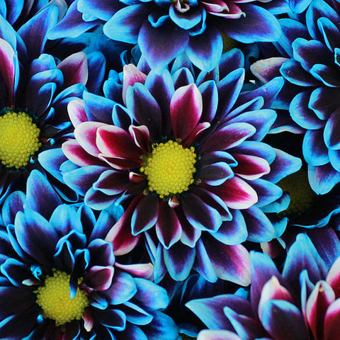 Psychedelic Daisy Flower Blue