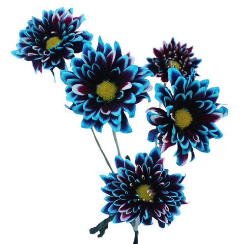 Psychedelic Daisy Flower Blue