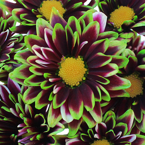 Psychedelic Daisy Flower Green