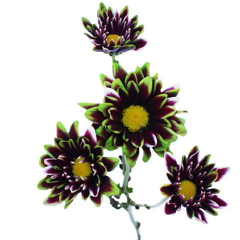 Psychedelic Daisy Flower Green