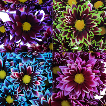 Psychedelic Daisy Flower Mixed