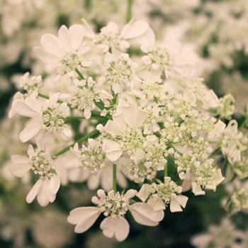 Orlaya White Lace Vintage Wedding Flower