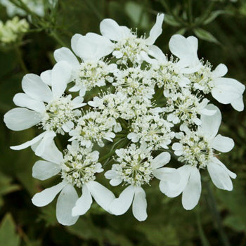 Orlaya White Lace Vintage Wedding Flower