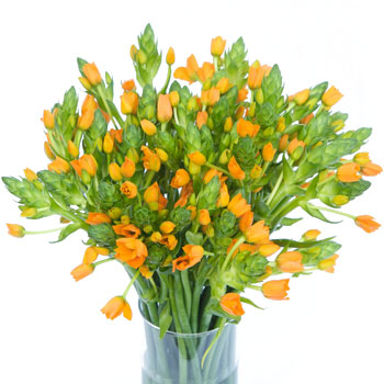 Ornithogalum Orange Flower