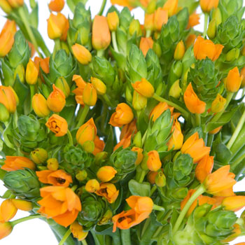 Ornithogalum Orange Flower