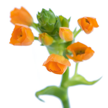 Ornithogalum Orange Flower
