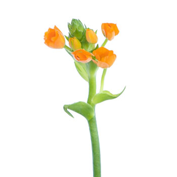 Ornithogalum Orange Flower