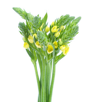 Ornithogalum Yellow Flower
