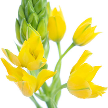 Ornithogalum Yellow Flower