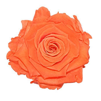 Preserved Peach Rose