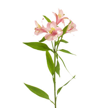 Tickled Pink Wholesale Peruvian Lilies