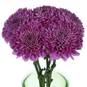 Berry Twist Bahlia Flower