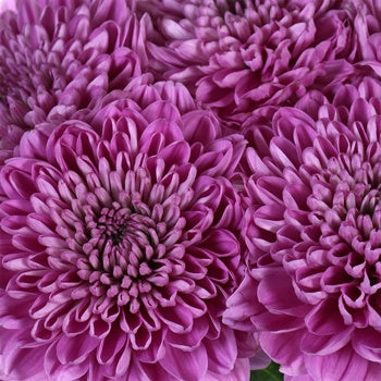 Berry Twist Bahlia Flower
