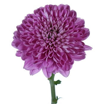 Berry Twist Bahlia Flower