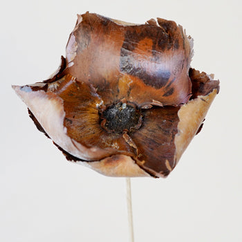 Dried Palm Caps