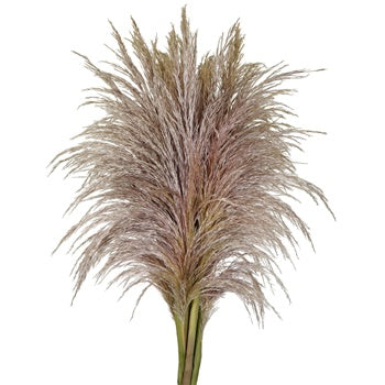 Wedding greenery bulk pampas grass filler flower sold near me