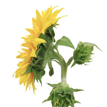 Sunsplash Sunflower