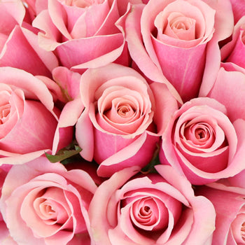 Irresistible Pink Sweetheart Roses