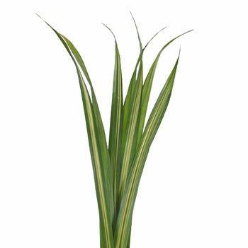 Variegated Pandanus Leaves
