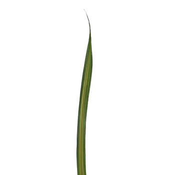 Variegated Pandanus Leaves