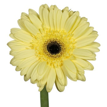 Butter Yellow Gebera Daisies