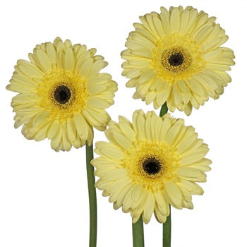 Butter Yellow Gebera Daisies