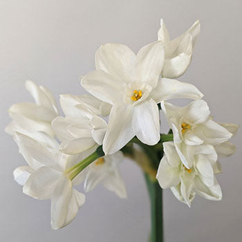 Narcissus Paper White Flower