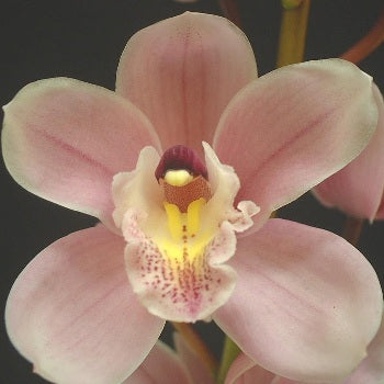 Mini Cymbidium Orchids Romantic Pink