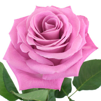 Bridal Pink Gem Rose