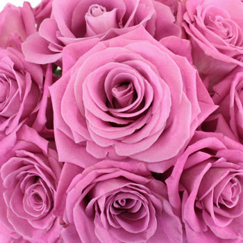 Bridal Pink Gem Rose