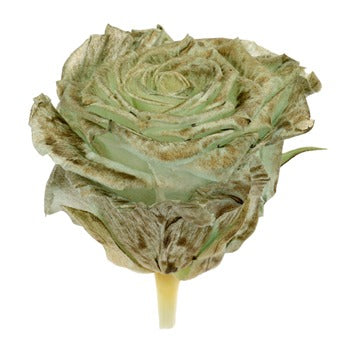 Preserved Pasochoa Rose