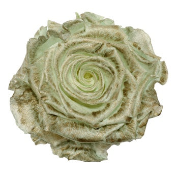 Preserved Pasochoa Rose