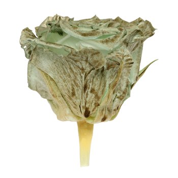 Preserved Pasochoa Rose
