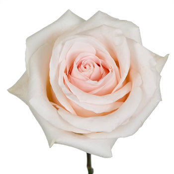 Cotton Candy Rose
