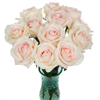 Cotton Candy Rose