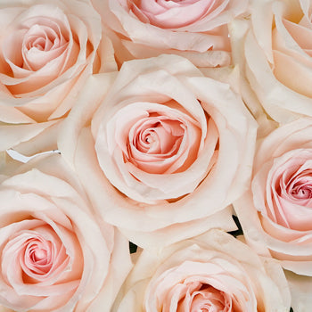 Cotton Candy Rose