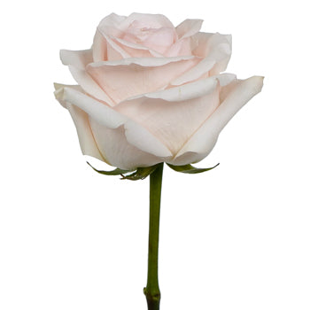 Cotton Candy Rose