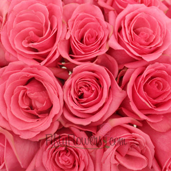 Pavarotti Medium Pink Rose