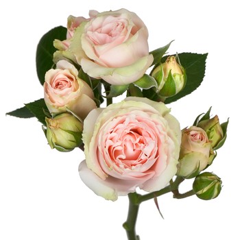 Peach Pucker Spray Rose