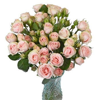 Peach Pucker Spray Rose