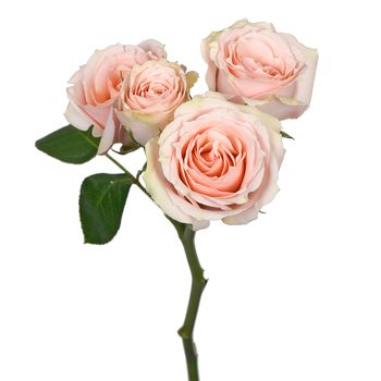 Peach Pucker Spray Rose