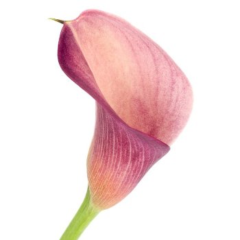 Peach Mini Calla Lily Bulk Flower