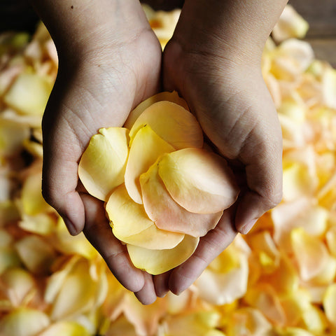 peach Rose Petals Wholesale